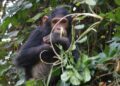 Tanzania’s Gombe chimpanzees facing extinction threat, warns researcher