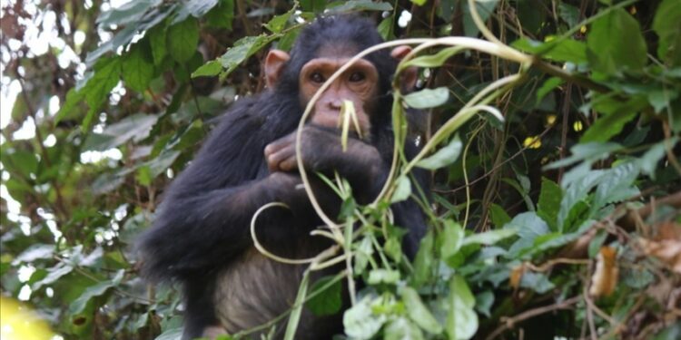 Tanzania’s Gombe chimpanzees facing extinction threat, warns researcher