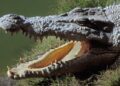 Missing man found inside crocodile
