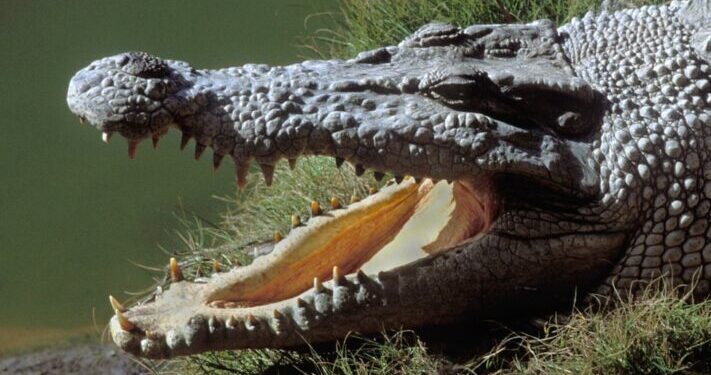 Missing man found inside crocodile