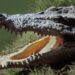 Missing man found inside crocodile