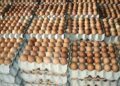 Sri Lanka to import eggs to stabilise prices