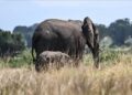 South Africa’s last zoo elephant freed after 4 decades of captivity