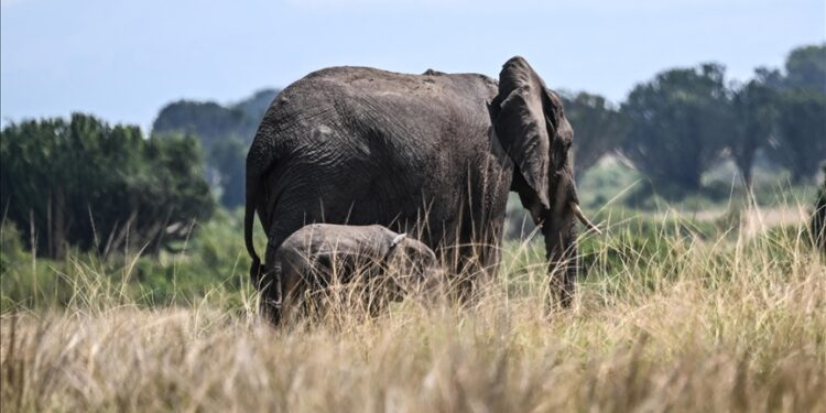 South Africa’s last zoo elephant freed after 4 decades of captivity