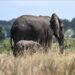 South Africa’s last zoo elephant freed after 4 decades of captivity