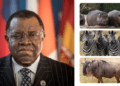 Hunger: Namibia distributes 513 zebras, wildebeests, elephants, hippos to feed citizens amid drought
