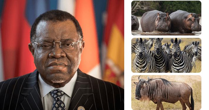 Hunger: Namibia distributes 513 zebras, wildebeests, elephants, hippos to feed citizens amid drought