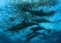 Experts warn of potential decline in South Africa’s sardine migration due to climate crisis