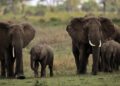 Nigeria’s elephants roaming about destroying farms, not returning to Sambisa forest: Official