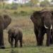 Nigeria’s elephants roaming about destroying farms, not returning to Sambisa forest: Official