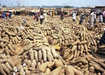 Abuja yam farmers blame poor yield on late rainfall