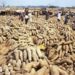 Abuja yam farmers blame poor yield on late rainfall