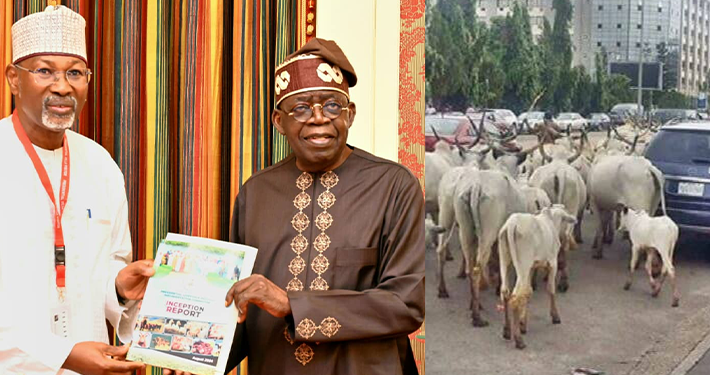 Herdsmen should continue with open grazing, ranching, says Tinubu’s presidential committee