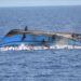 16 bodies recovered after boat capsizes in Nigeria; 150 passengers still missing