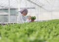 WMO says gas greenhouse levels surged to new record in 2023