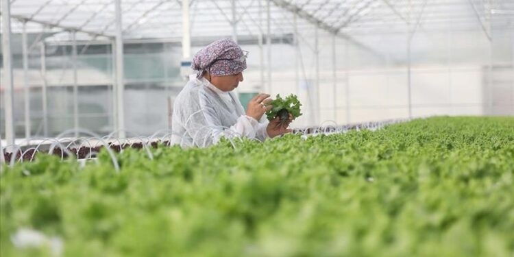 WMO says gas greenhouse levels surged to new record in 2023