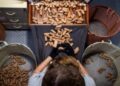 Portugal looks to put new twist on cork industry