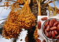 NAGGW buys five million dates for 11 states, says ’20 seedlings can generate N12 million’