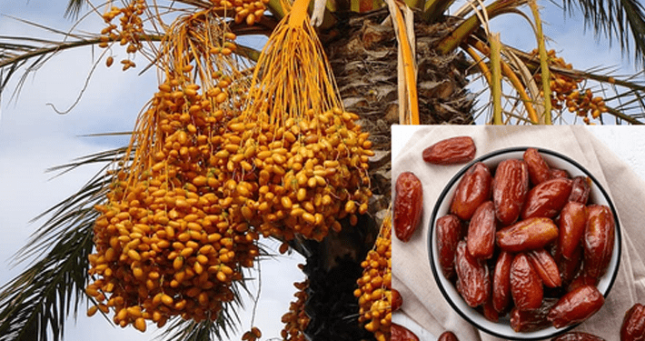 NAGGW buys five million dates for 11 states, says ’20 seedlings can generate N12 million’