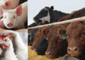 Tinubu’s govt projects N33 trillion in revenue from livestock sector