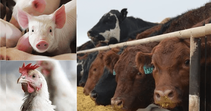 Tinubu’s govt projects N33 trillion in revenue from livestock sector