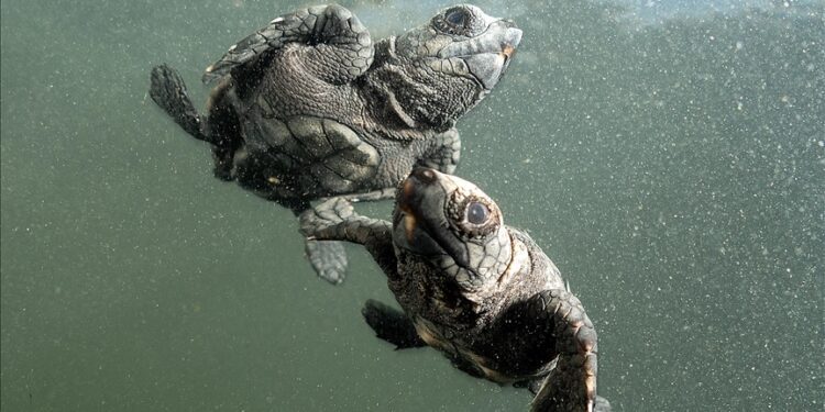 ‘Losing more every day’: Race to save endangered sea turtles in Kenya