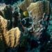 Oceanic warming threatens biodiversity, coastal populations