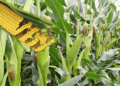 CSOs tell Tinubu’s government to ban GMOs in Nigeria