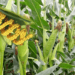 CSOs tell Tinubu’s government to ban GMOs in Nigeria