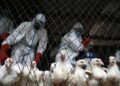 WHO says bird flu risk remains low after first U.S. patient dies