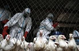 WHO says bird flu risk remains low after first U.S. patient dies