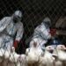 WHO says bird flu risk remains low after first U.S. patient dies