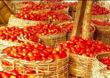 Price of tomatoes crashes amid glut, post-harvest losses