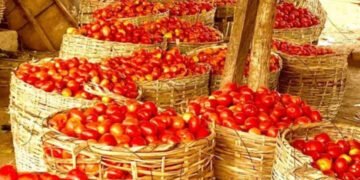 Price of tomatoes crashes amid glut, post-harvest losses