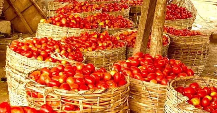 Price of tomatoes crashes amid glut, post-harvest losses