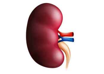 Yobe, centre partner to tackle kidney disease