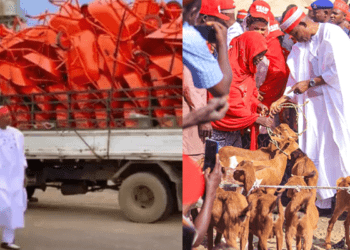 Gov Yusuf distributes 7,158 goats to Kano women; 3,164 cows, rams underway
