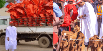 Gov Yusuf distributes 7,158 goats to Kano women; 3,164 cows, rams underway