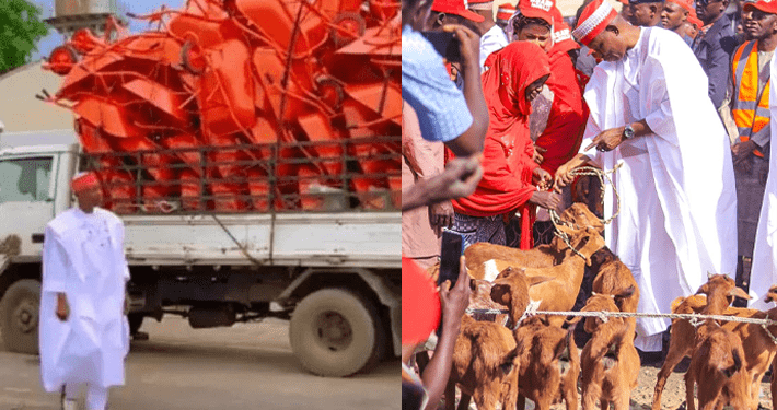 Gov Yusuf distributes 7,158 goats to Kano women; 3,164 cows, rams underway