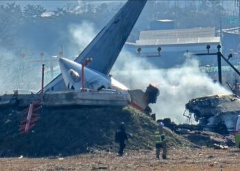 Bird collision came before South Korean runway crash: Investigators