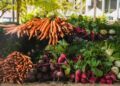 Nigerian activists warned against demonising GMO products