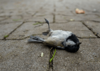 Bird flu in Plateau kills 300 birds