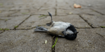 Bird flu in Plateau kills 300 birds