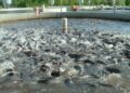 Bauchi trains 200 women in fish farming