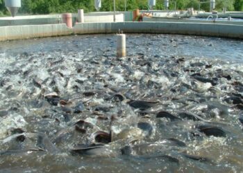 Bauchi trains 200 women in fish farming