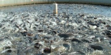 Bauchi trains 200 women in fish farming