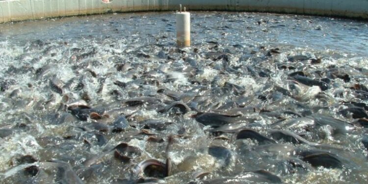 Bauchi trains 200 women in fish farming