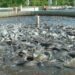 Bauchi trains 200 women in fish farming