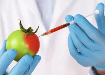 Biotech society cautions against detractors of GM technology