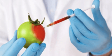 Biotech society cautions against detractors of GM technology